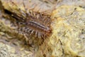 Closeup of the head showing forcipules Scutigera coleoptrata